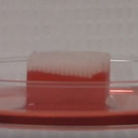 3D-printed rigid biodegradable oil absorbants