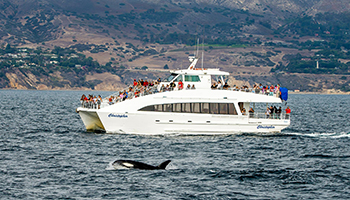 Whale Watching Tour | ICORS 2022