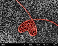 A red electrospun "heart" is trapped in the matrix of electrospun nanofibers of Poly[(R)-3-hydroxybutyrate-co-(R)-3-hydroxyhexanoate (PHBHx), a biodegradable and biocompatible "green" polyester fully synthesized by bacteria in plant oils.