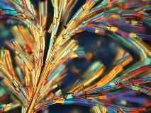 Dendritic antimony selenide micro-trees as seen through an optical microscope.