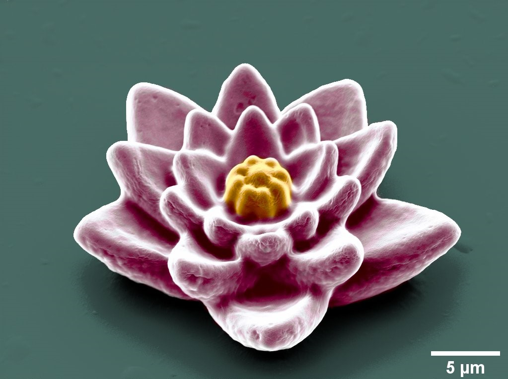 Micro Water Lily