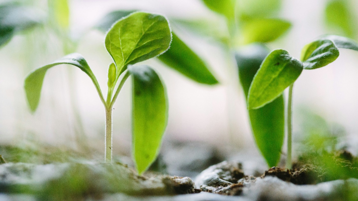 seedlings growing